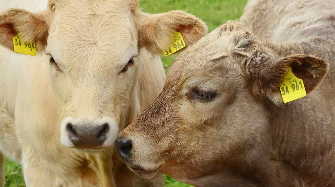 A1 nudi tri mjeseca Netflixa kao “poklon” – je li obvezan nastavak usluge nakon isteka?